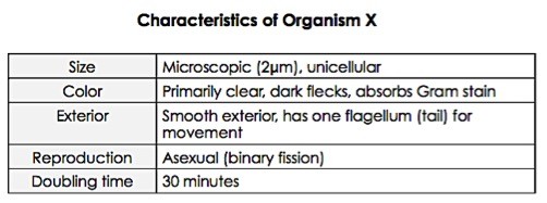 Characteristics of Organism X: It is unicellular with a diameter of 2 micrometers. It is primarily clear with dark flecks and absorbs Gram stain. The exterior is smooth and has one flagellum (tail) for movement. It uses asexual (binary fission) reproduction and takes 30 minutes to double.