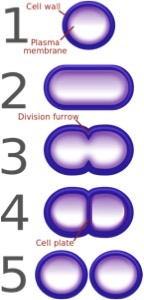 A cell with a cell wall forms a division furrow and eventually a cell plate. Two cells form from cell division at the cell plate.