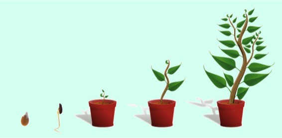 From a seed, a flower emerges.  Over time it becomes larger. 