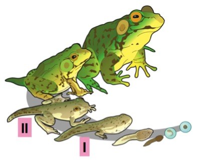 A frog egg becomes a tadpole with one set of legs (1), a tadpole grows another set of legs, a tail, and gets larger (2). This tadpole becomes an adult frog.