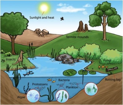 A lake ecosystem contains plants, animals, single-celled organisms, and all sorts of life. 