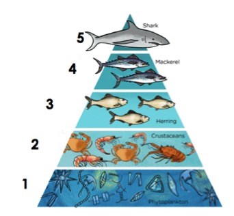 Trophic level one contains phytoplankton, while layer two contains crustaceans. Layer three has herring and layer four has mackerel. Finally, tropic layer five contains a shark.