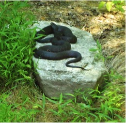 A mighty snake basking in the sun.