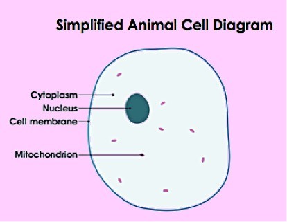Animal cells are surrounded in a cell membrane and are filled with cytoplasm. They contain a nucleus and mitochondria.