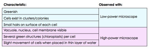 When viewed with a low-power microscope, a cluster of cells could be seen.  They looked greenish and had small hairs on the surface of each cell.  When viewed with a high power microscope, several green structures (chloroplasts) per cell were seen. Vacuoles, nuclei, and cell membranes were viable along with slight movement of cells when placed in a thin layer of water.  