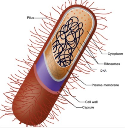 A long, thin cell covered in small hairs (pilus).  It contains cytoplasm, ribosomes, DNA, a plasma membrane, a cell wall, and a capsule. 