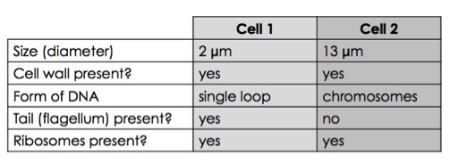 Cell 1 is 2 micrometers in diameter, has a cell wall, and a single loop of DNA. It has a flagellum and ribosomes.  Cell 2 is 13 micrometers in diameter.  It also has a cell wall, but has DNA stored in chromosomes.  It lacks a flagellum (tail), but has ribosomes. 
