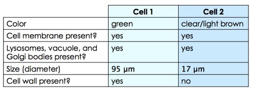 Cell 1 is greenish in color and has a cell membrane. It has lysosomes, a vacuole, Golgi bodies, and a cell wall. It is about 95 micrometers in diameter. Cell two is clear/light brown and has a cell membrane. It also contains lysosomes, a vacuole, and Golgi bodies, but lacks a cell wall. It is about 17 micrometers in diameter.