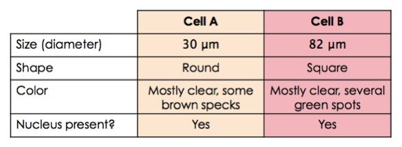 Cell A is about 30 micrometers in diameter and is round. It is mostly clear with some brown specks and contains a nucleus. Cell B is about 82 micrometers in diameter and square. It is mostly clear with several green spots. It contains a nucleus.