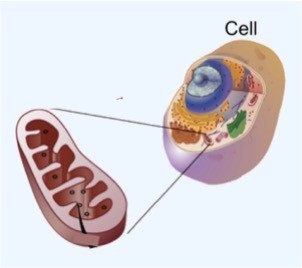 The small, bean shaped organelle described in the paragraph above.