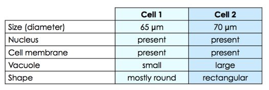 Cell 1 is 65 micrometers in diameter, round, and contains a nucleus, cell membrane, and small vacuole. Cell 2 is 70 micrometers in diameter, rectangular, and contains a nucleus, cell membrane, and large vacuole.