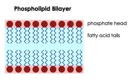 Made of two layers of phospholipids (phosphate heads oriented outwards and fatty acid tail pointing towards each other), the phospholipid bilayer looks like a sandwich.