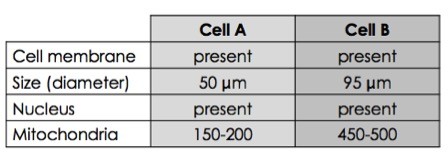 Cell A is 50 micrometers in diameter, has a cell membrane and nucleus, and has 150 to 200 mitochondria. Cell B is 95 micrometers in diameter, has a cell membrane and nucleus, and has 450 to 500 mitochondria.