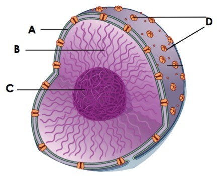 The nucleus of a cell is shown. A points towards the outside of the nucleus.  B points to the interior of the nucleus.  C points towards the center of the nucleus.  D points to the small holes on the outside of the nucleus. 