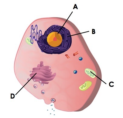A eukaryotic cell is shown. The round, center organelle is labeled A. Surrounding it is a purple, wrinkly organelle labeled B. A greenish, small, bean-shaped organelle is labeled C. Finally, a wrinkly, folded organelle is labeled D.