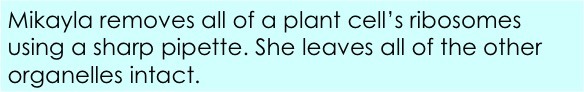 Mikayla removes all of a plant cell's ribosomes using a sharp pipette.  She leaves all of the other organelles intact.