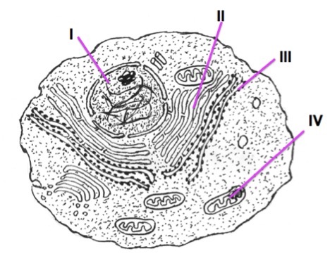 A eukaryotic cell is shown. 1: A large, circular organelle in the middle of the cell. 2: A folded, smooth organelle close to number one. 3: An organelle touching number two that looks nearly identical. It is covered in black dots. 4: A free floating, bean shaped organelle filled with folds.