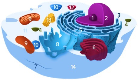 Numbered diagram of animal cell.