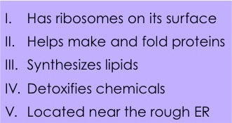 1. Has ribosomes on its surface. 2. Helps make and fold proteins. 3. synthesizes lipids. 4: detoxifies chemicals. 5. located near the rough R.