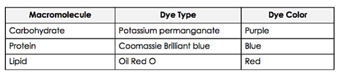 The macromolecule, dye type, and dye colors are listed in a table. Potassium permanganate turns carbohydrates purple, while coomassie brilliant blue turns proteins blue. Oil red O turn lipids red.