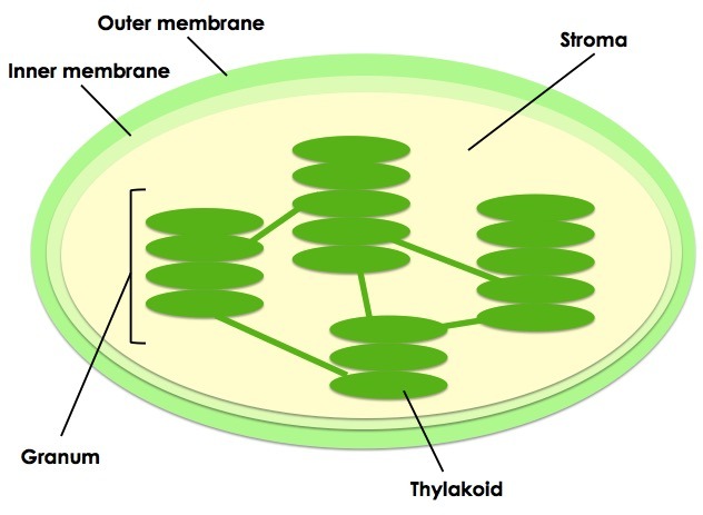 Chloroplasts contain an inner and outer membrane. They contain thylakoids that are stacked into granum.