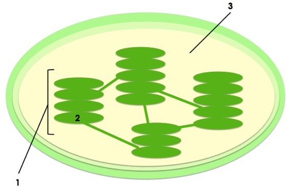 I chloroplast is shown.  The space between the stacks and the membrane is labeled one.  The green stacks are labeled one.  The small discs that make up the stacks are labeled two. 