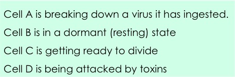 Cell A is breaking down a virus it has injected. Cell B is a dormant (resting) state. Cell C is getting ready to divide. Cell D is being attacked by toxins.