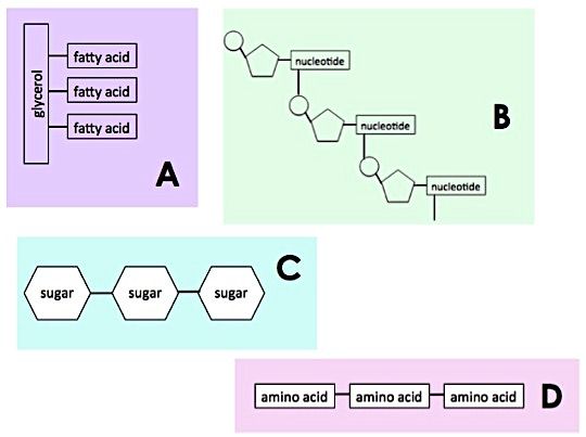 Picture A shows a glycerol molecule bonded to three fatty acids. Picture B shows pentose sugars bonded to nucleotides. Picture C shows sugar molecules bonded together. Picture D shows amino acids bonded together.