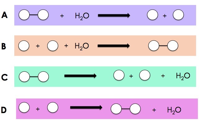 The first reaction, option A, is a polymer reacted with water to yield two monomers.  Option B has two monomers reacted with water to produce a polymer.  Option C shows a polymer yielding a water molecule and two monomers.  Option D shows two monomers yielding a polymer plus water. 