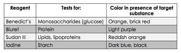 Benedict's reagent tests for monosaccharides (glucose) turn orange or brick red. Biuret reagent protein light purple. Sudan III reagent tests for starch and turns reddish orange in the presence of target substance.