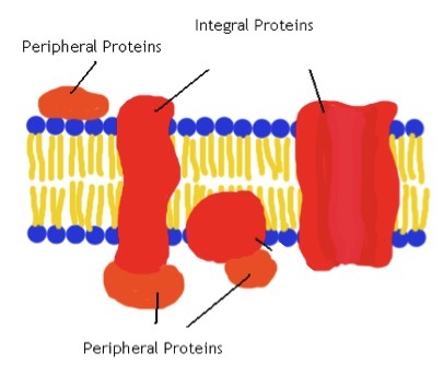 Peripheral proteins are found on the outside of the cell membrane, while integral proteins are, well, integrated into the cell membrane.