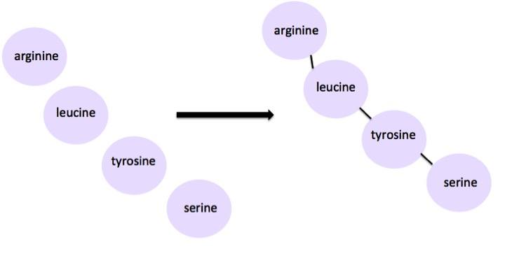 Arginine, leucine, tyrosine, and serine all bond together into a chain of amino acids. 