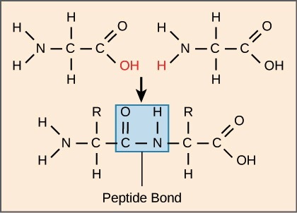 The formation of a peptide bond releases a water molecule.