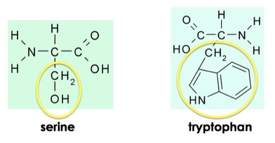 Serine and tryptophan are identical except for the part that is circled.