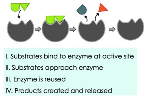 I: substrates bind to enzyme at active site. II: substrates approach enzyme. III: enzyme is reused. IV: products created and released. 