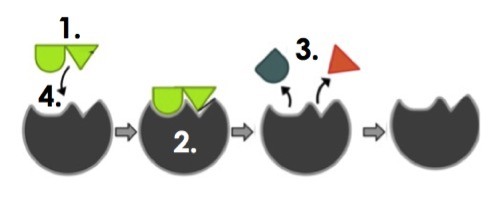 An enzyme and substrate interacting. Number one shows the substrate, two is the enzyme, three is what the enzyme produces, and four is the specific place a substrate binds.