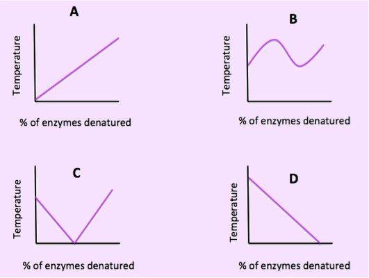 In graph A, the rate of reaction continuously increases as the enzyme concentration increases. In graph B, the rate of reaction fluctuates between increasing and decreasing as enzyme concentration is increased. In graph C, as the concentration of enzymes increases, the rate of reaction first decreases steadily to zero, and then starts increasing steadily. In graph D, the rate of reaction steadily decreases as the enzyme concentration increases.