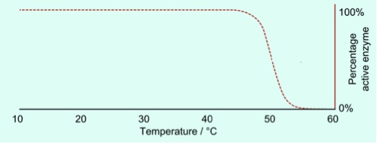 The enzyme functions until around 50 degrees C.