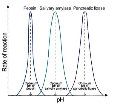 Pepsin has the highest rate of reaction at low pH. Salivary amylase has highest rate at a higher pH. Pancreatic lipase works best at the highest pH.