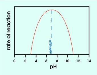 The rate of reaction with enzyme X increases from pH of about 2.5 until about 7. Then, it begins to decrease until it reaches 10.5.