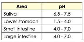The pH of saliva is 6.5 to 7.5. The pH of the lower stomach is 1.5 to 4.0. The pH of the small intestine is 4.0 to 7.0. The pH of the large intestine is 4.0 to 7.0.