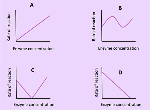In graph A, the rate of reaction continuously increases as the enzyme concentration increases. In graph B, the rate of reaction fluctuates between increasing and decreasing as enzyme concentration is increased. In graph C, as the concentration of enzymes increases, the rate of reaction first decreases steadily to zero, and then starts increasing steadily. In graph D, the rate of reaction steadily decreases as the enzyme concentration increases.