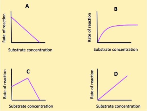 In graph A, the rate of reaction goes down steadily as the substrate concentration goes up. In graph B, the rate of reaction increases and then plateaus as the substrate concentration increases. In graph C, the rate of reaction increases and then drastically decreases as the concentration of substrate increases. In graph D, the rate of reaction steadily increases as the substrate concentration increases.
