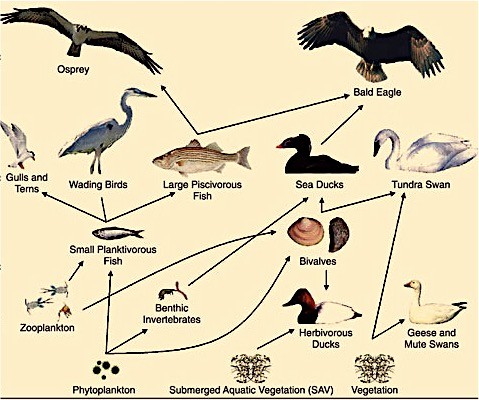 The food web shows phytoplankton and two types of vegetation on the bottom level. Then invertebrates, small fish, and shell fish. Finally, there are larger fish and birds.
