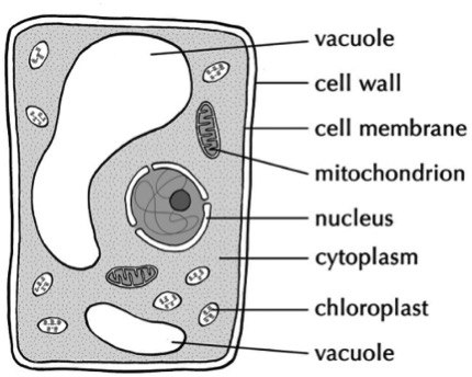 A square cell is shown that has a cell wall, vacuole, chloroplasts, and nucleus.