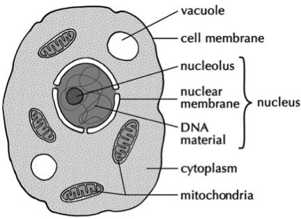 The cell lacks a cell wall.