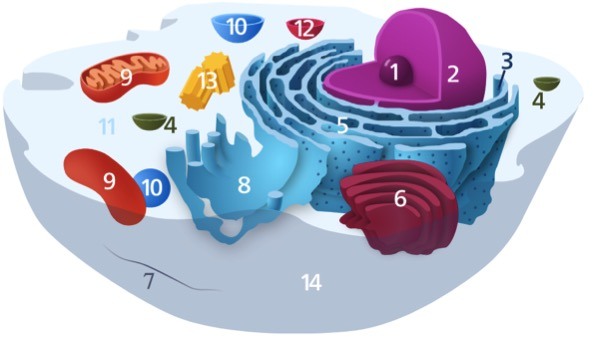 Organelle 8 is attached to a similar organelle that is covered in ribosomes.