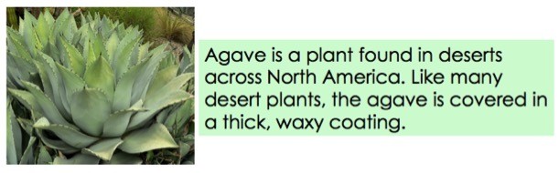 Agave is a plant found in deserts across North America. Like many desert plants, the agave is covered in a thick, waxy coating.