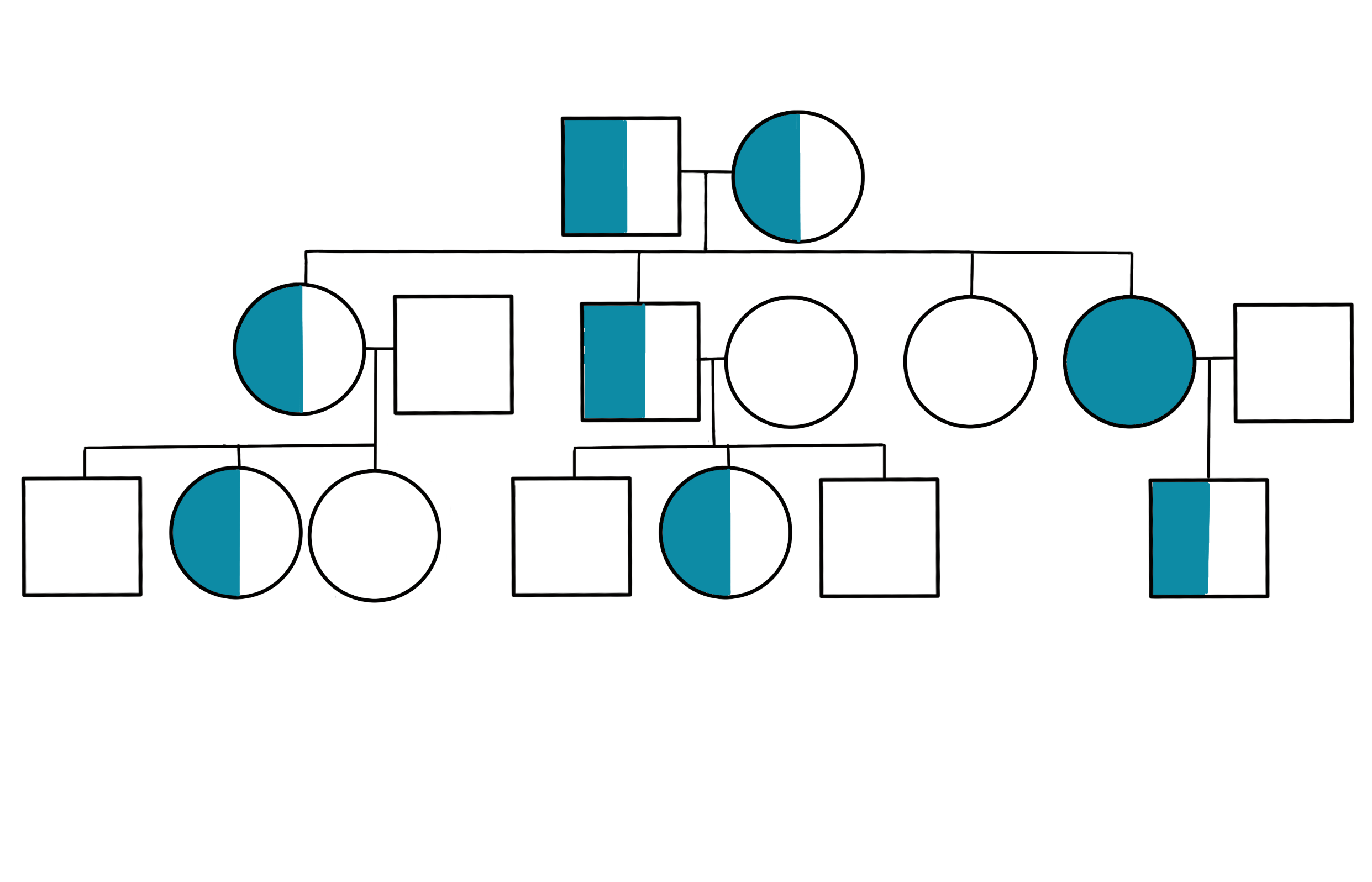 This image shows a pedigree chart. In the first generation the father and the mother are both carriers. They have four children; three girls and one boy. In this next generation one daughter is affected, one daughter is unaffected, and the other two children are carriers. The second generation has children. One affected daughter had a carrier son with an unaffected man. The other carrier daughter has children with an unaffected man. Her son and daughter are unaffected and her other daughter is a carrier. The carrier son has children with an unaffected wife. Two of his children are unaffected and one is a carrier.  The daughter who is unaffected has no children.