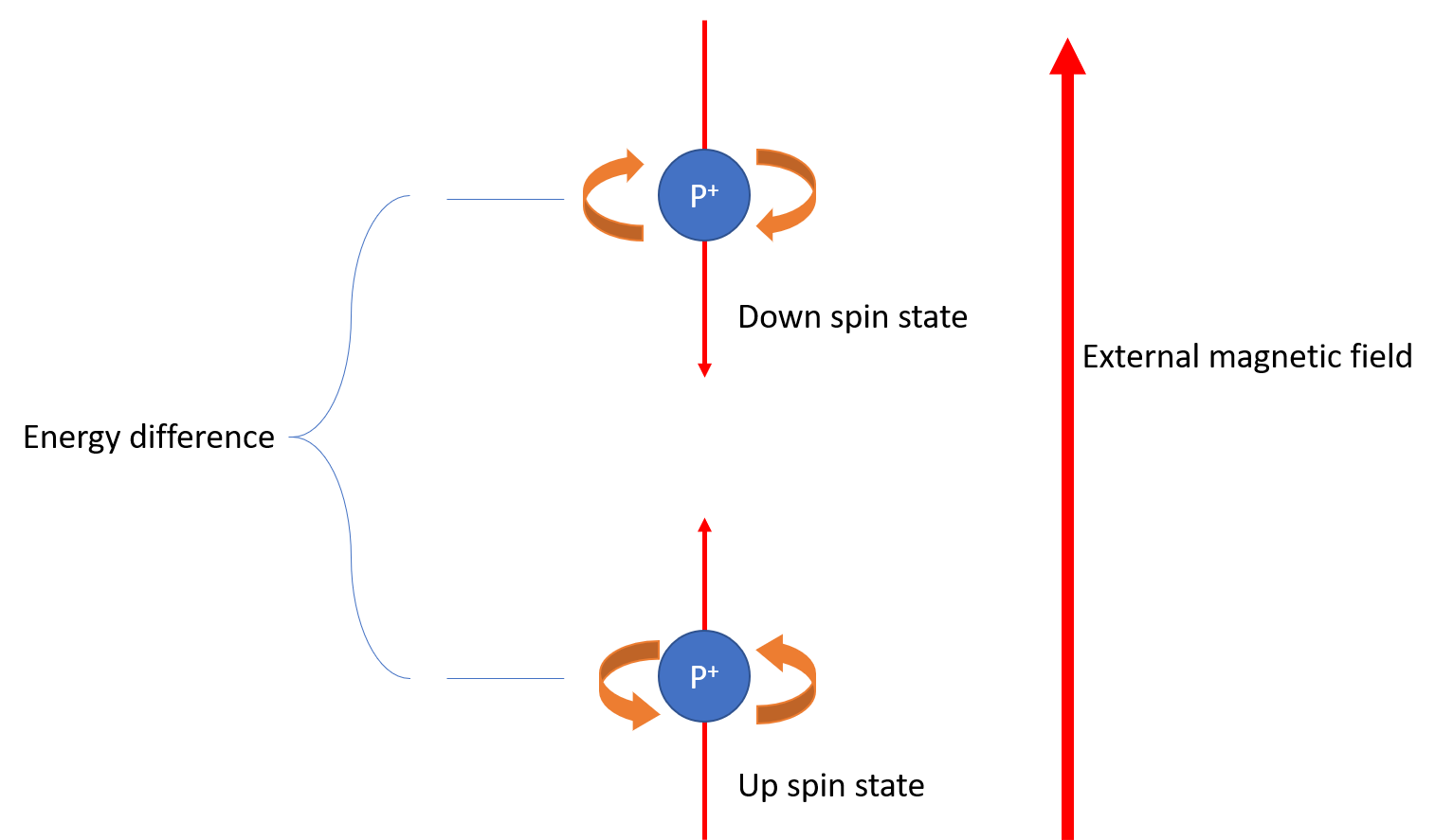 A depiction of the up and down states of proton magnetic fields.